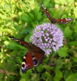 Летний луковый пир / Вкусный нектар в цветках лука-слизуна