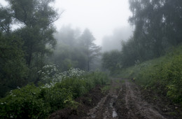 После дождя / Ока, дорога,лес,утро,туман