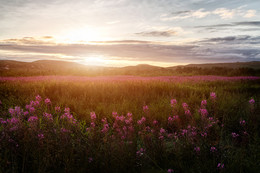 В закатный час / Время Иван-чая
