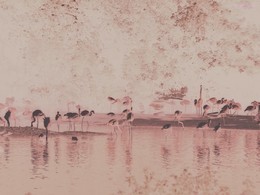 Flamingo / Фламинго