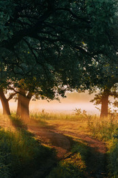 &nbsp; / лето,рассвет,туман