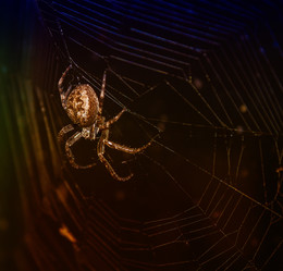 Ночной охотник / паучок