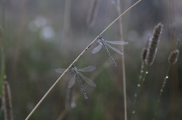 ... прикол ... / ...