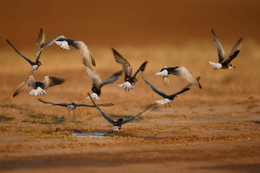 "Степь БОЛЬШАЯ....а лужа маленькая...." / тиркушки нашли лужицу и попив устремились в полет