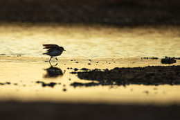 "бегущий по золоту" / работа в степи у артезианской скважины (зуек)