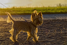 Солнечный пёс / Встреча на закате