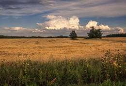 Жатва. Август. / Там, где живу.