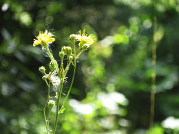 Кусочек лета / Желтый цветок августа