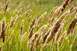 Травы-муравы / ***