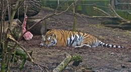 Что тебе снится? / Сытый Амурский тигр в вольере Хельсинского зоопарка