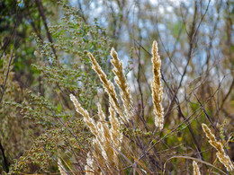 травы муравы / ***