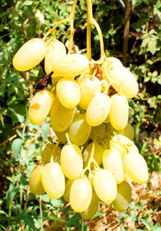 &quot;Дамский пальчик&quot; / Сорт винограда