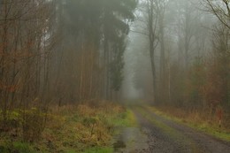 В туман .. / Лесной пейзаж . Зарисовка .