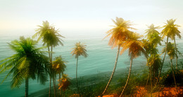 В пальмовой стране... / на берегу моря