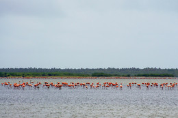 Время фламинго / В середине мая сотни фламинго слетаются на мелководные озера Венесуэлы полакомиться ракообразными.