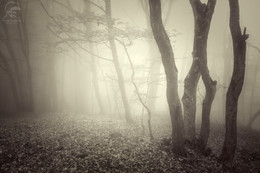 Best mist / Осенний, крымский лес наполнен таинственностью, особенно когда его окутывает туман. 
Туманная тишина, ковер из листьев под ногами - ощущение другого измерения, прикосновение к чему то мистическому.