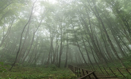 сумрачно-туманное / лес горы Физиабго, Адыгея