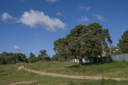 &quot;Чудо-дерево&quot;. / Вековая сосна в деревне Юренево, Тверская область.