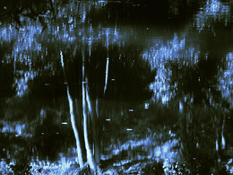 Летние сны / ***