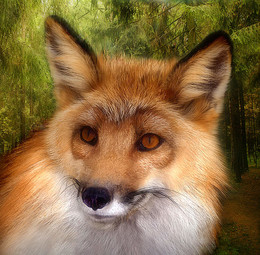 Задумчивая пятница / в деревню податься и в сарай забраться