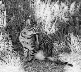 задумчивая пятница / ...да призадумалась...))