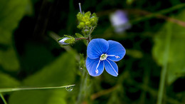 Цветок / Цветок