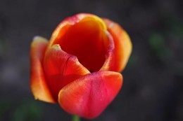 тюльпан на закате / всегда поражался красоте цветов
