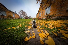 Осенним хмурым днем. / картина с котом