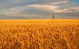 &nbsp; / пшеничное поле и подсолнух