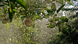 Летний дождь / Яблоневая ветка