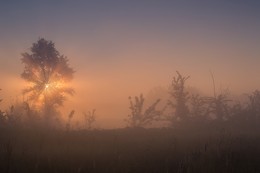 Атмосферное утро / Прекрасное колоритное утро с туманом и солнечным светом пробивающимся сквозь дерево!