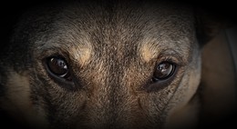 Эти глаза напротив. / Глаза собаки крупным планом.