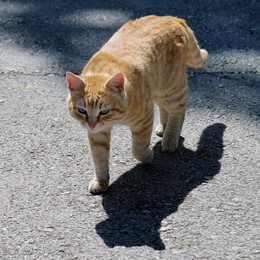 Задумчивая кошка / Но только кошка гуляет сама по себе
И лишь по весне - с котом!