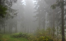 Туманный лес / Сентябрьские туманы заповедника