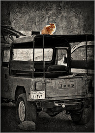 Кото+Jeep / Jeep+1&quot;а&quot; кошачья сила...
