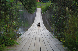Щенок на мосту | Puppy on the bridge / Подвесной мост через реку Черемош. Посёлок Верховина. Юго-запад Украины