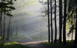В утреннем парке.... / Шуваловский парк. Август