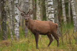 &quot;КРАСАВЕЦ &quot;(или встреча в лесу) / проба снять оленя в свободной среде