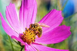 Про пчелу / Про пчелу - чумазика