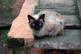 Кот сеамский / Безопорный кот