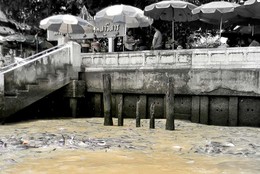 Я это не выдумал / В реке Чао Прайя в Бангкоке водятся в неимоверном количестве &quot;королевские&quot; сомы, которых запрещено вылавливать, т.к. они считаются священными. Люди их кормят, а сомы, как поросята чавкают и никого не боятся.