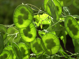 &nbsp; / лунник