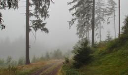 Утренний туман на склонах / Прогулки по заповеднику