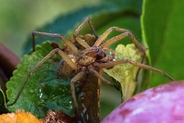 &nbsp; / Tegenaria domestica - Самка Домового паука