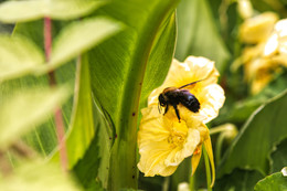 Лета заключительный аккорд / Пчела собирает нектар на цветке