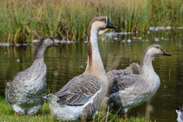 Вожак на страже / гуси