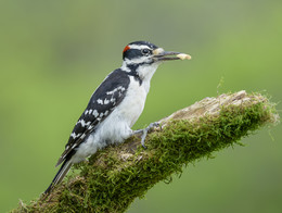 Hairy woodpecker (male) / Волоса́тый дя́тел (лат. Picoides villosus)(самец)
Распространён почти по всей Северной и Центральной Америке, а также на некоторых островах Карибского моря.
 Волосатый дятел по большей части оседлая птица