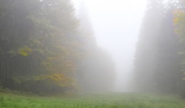 Туманистый туман / Бывает и такой туман на склонах заповедника