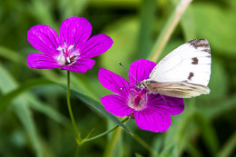 Бабочка капустница на лесном цветке. / Бабочка и цветы.