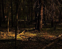 &quot;ГлубОко, странно лес молчал ...&quot; / &quot;Уж знает осень, что такой
 Глубокий и немой покой -
 Предвестник долгого ненастья ...&quot;
 И.Бунин